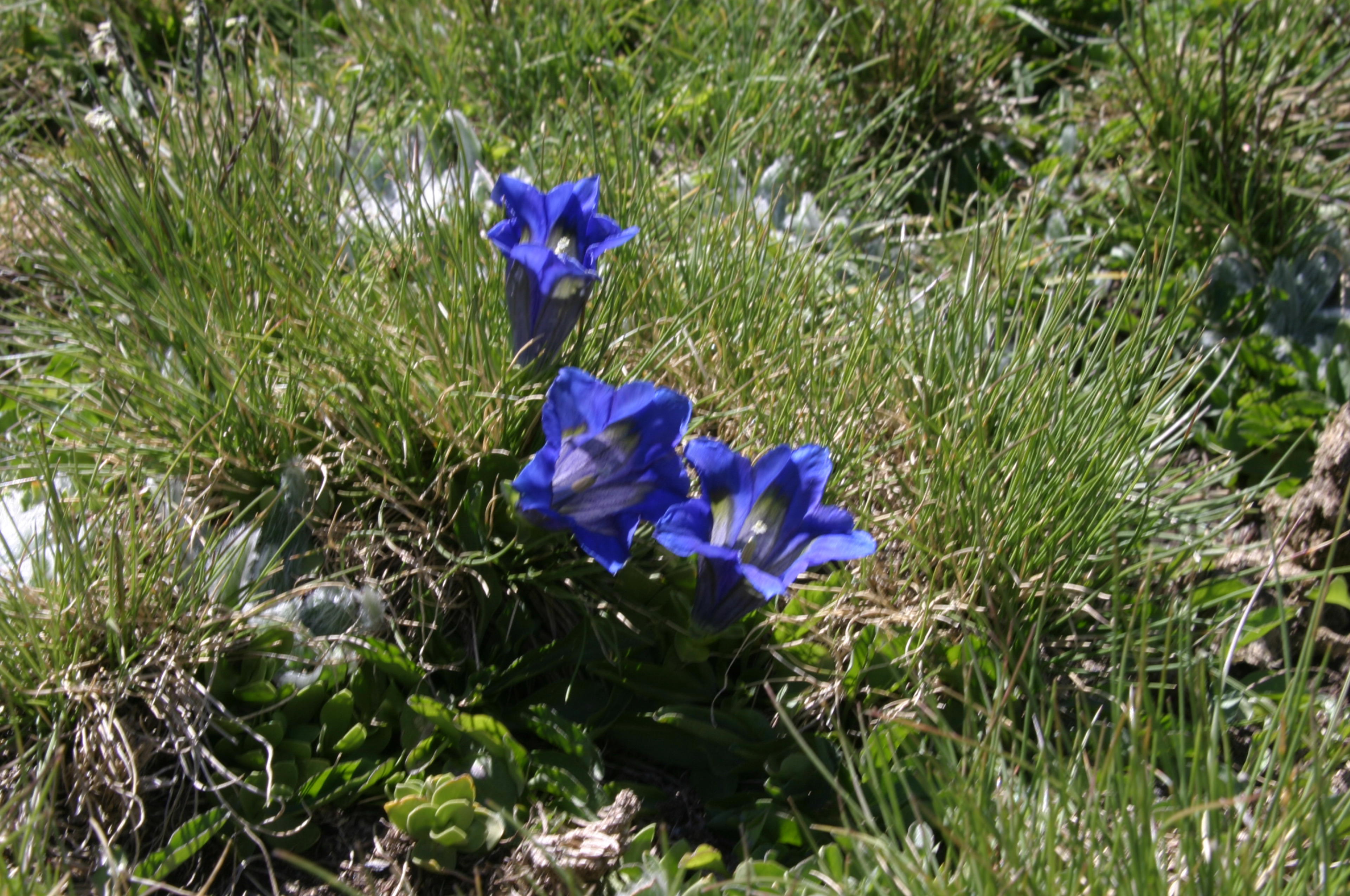 Flores Fuente Alta 091