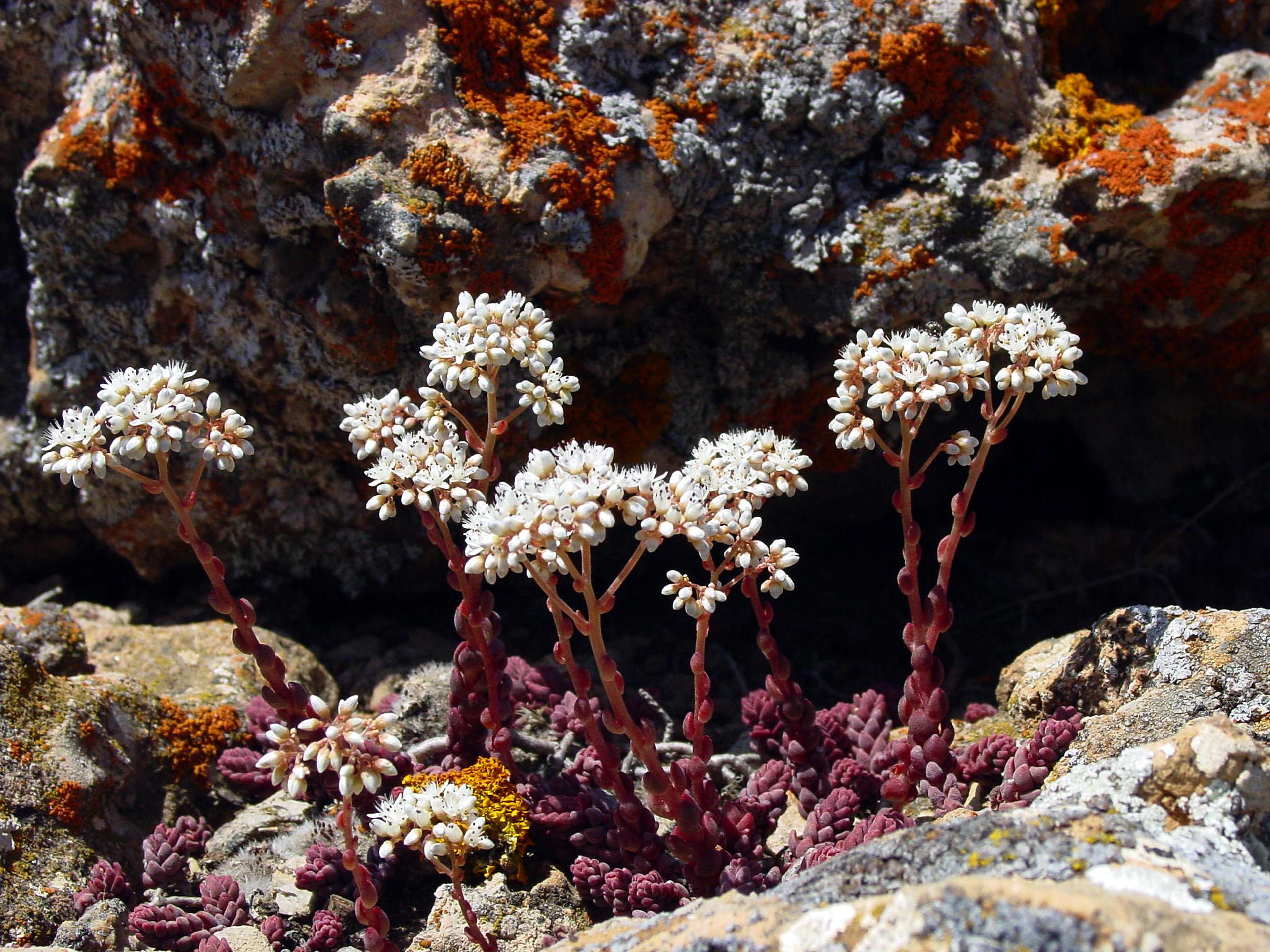 Flores Fuente Alta 029